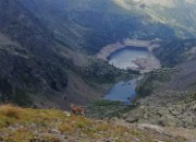 54 Laghi di Trona e Zancone ...un piccolo stambecco osserva verso Cima Piazzotti 